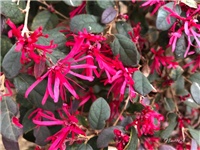 fe1da119-20181115 Loropetalum d.jpg